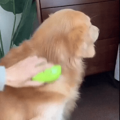 Cepillo a vapor para mascotas 3 en 1